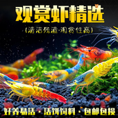 观赏虾淡水活体工具虾除藻清洁虾樱花虾极火虾黄金米虾水晶黑壳虾