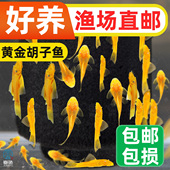 黄金胡子鱼大帆清道夫活体垃圾鱼工具鱼清洁好养活小型观赏鱼
