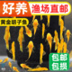 黄金胡子鱼大帆清道夫活体垃圾鱼工具鱼清洁好养活小型观赏鱼