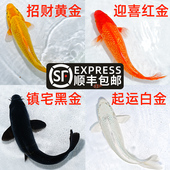 锦鲤活鱼大型好养耐活高档观赏鱼淡水鱼冷水鱼小型纯种