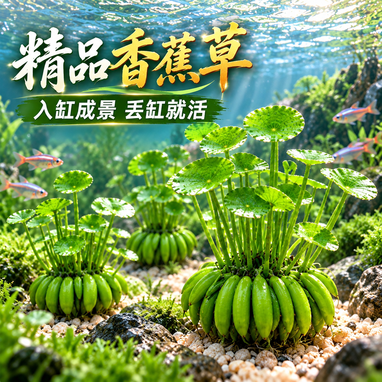 香蕉草水草鱼缸专用植物净化水质造景增氧免打理新手懒人养鱼绿植