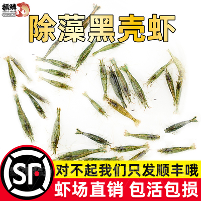 顺丰超大黑壳虾鱼缸观赏除藻工具虾草缸清理鲜活宠物活体饲料冷水