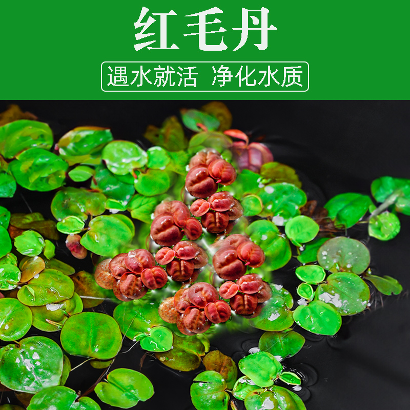 活体红毛丹浮萍水草室内增氧水草套餐净化水质四季装饰全造景桌面