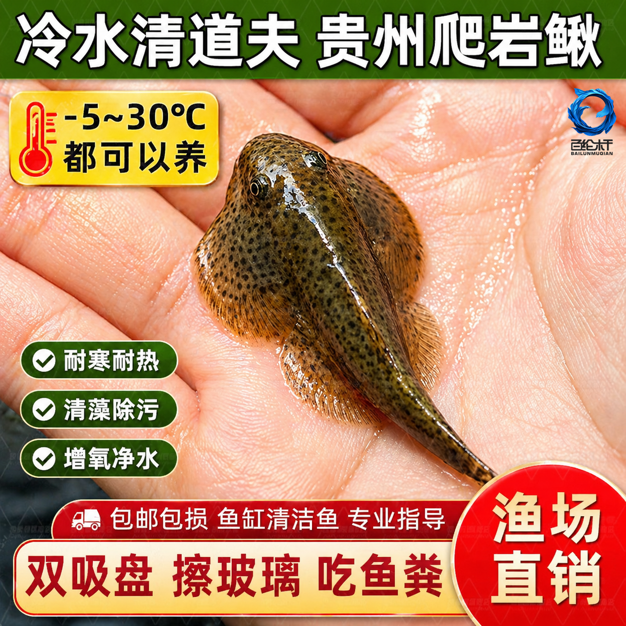 贵州爬岩鳅琵琶鱼双吸盘冷水清道夫不加温除藻鱼缸清洁工原生鱼