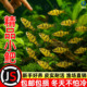 原生鱼冷水鱼条纹小鲃鱼活体淡水小溪鱼二须鲃群游观赏好养耐活