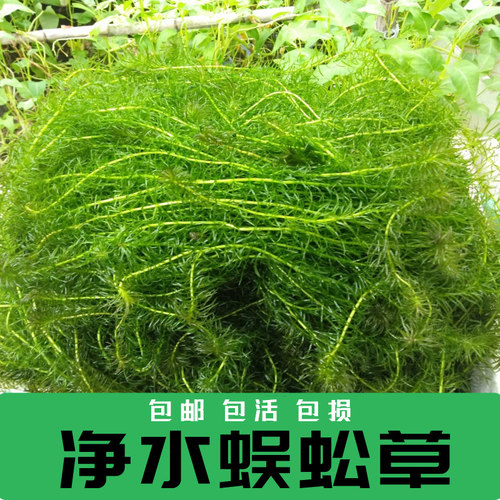 净水植物淡水养龟鱼缸造景水草