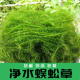 净水植物蜈蚣草淡水鱼缸造景鱼池塘水草金鱼藻绿菊养鱼龟专用新手