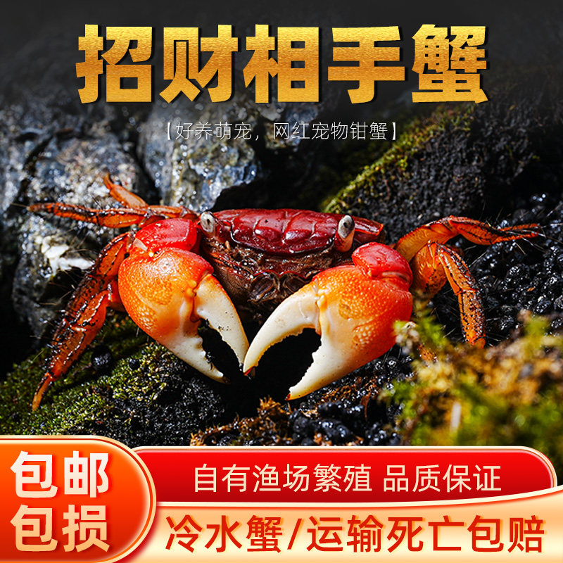 红鳌相手蟹宠物小螃蟹活体爬宠鱼缸观赏蟹深水蟹原生淡水蟹将军蟹