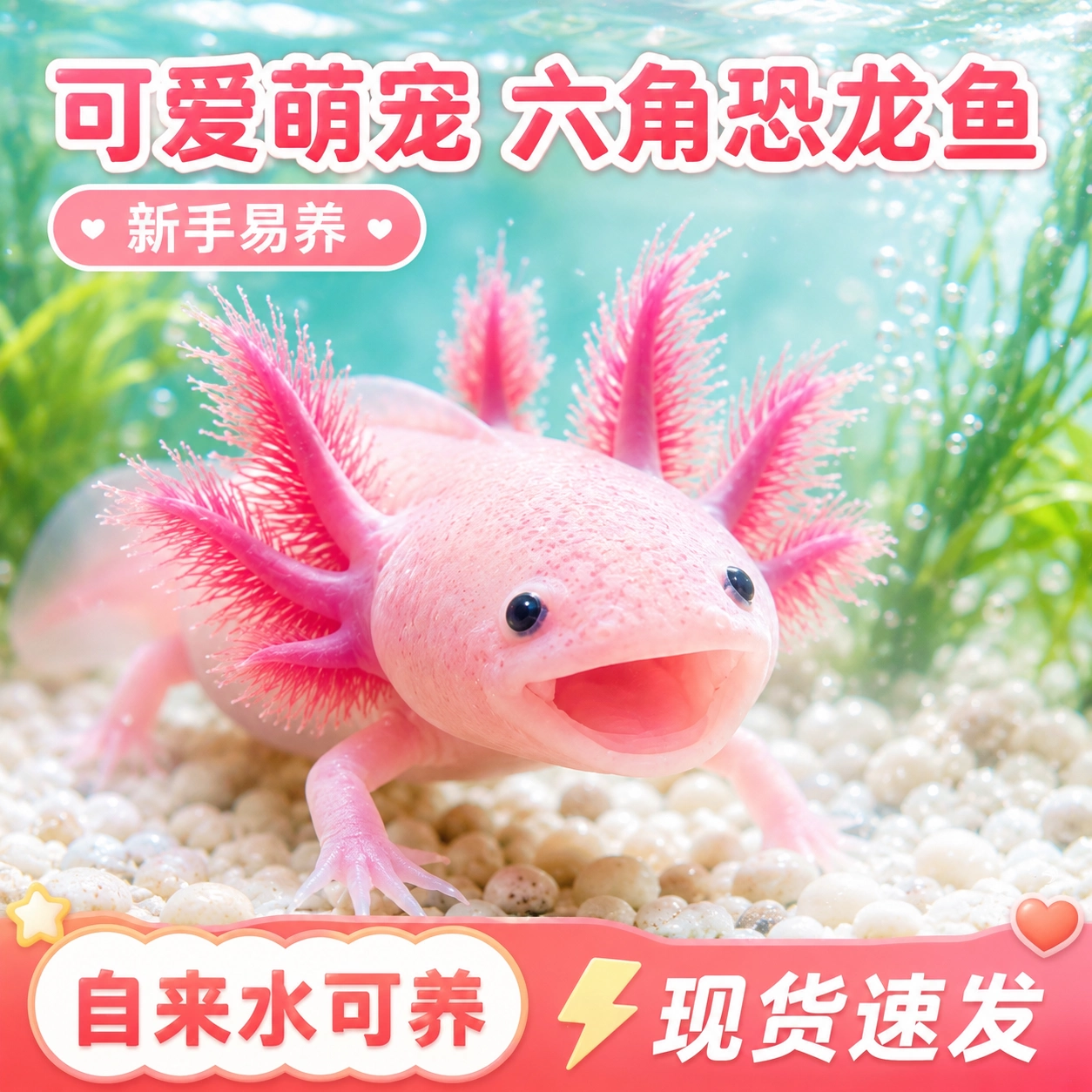 六角恐龙鱼观赏鱼冷水鱼蝾螈宠物鱼活体六角龙淡水好养易活美西螈