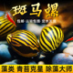 斑马螺除藻神器冷水清道夫鱼缸吃粪清洁工具鱼大号淡水宠物观赏螺