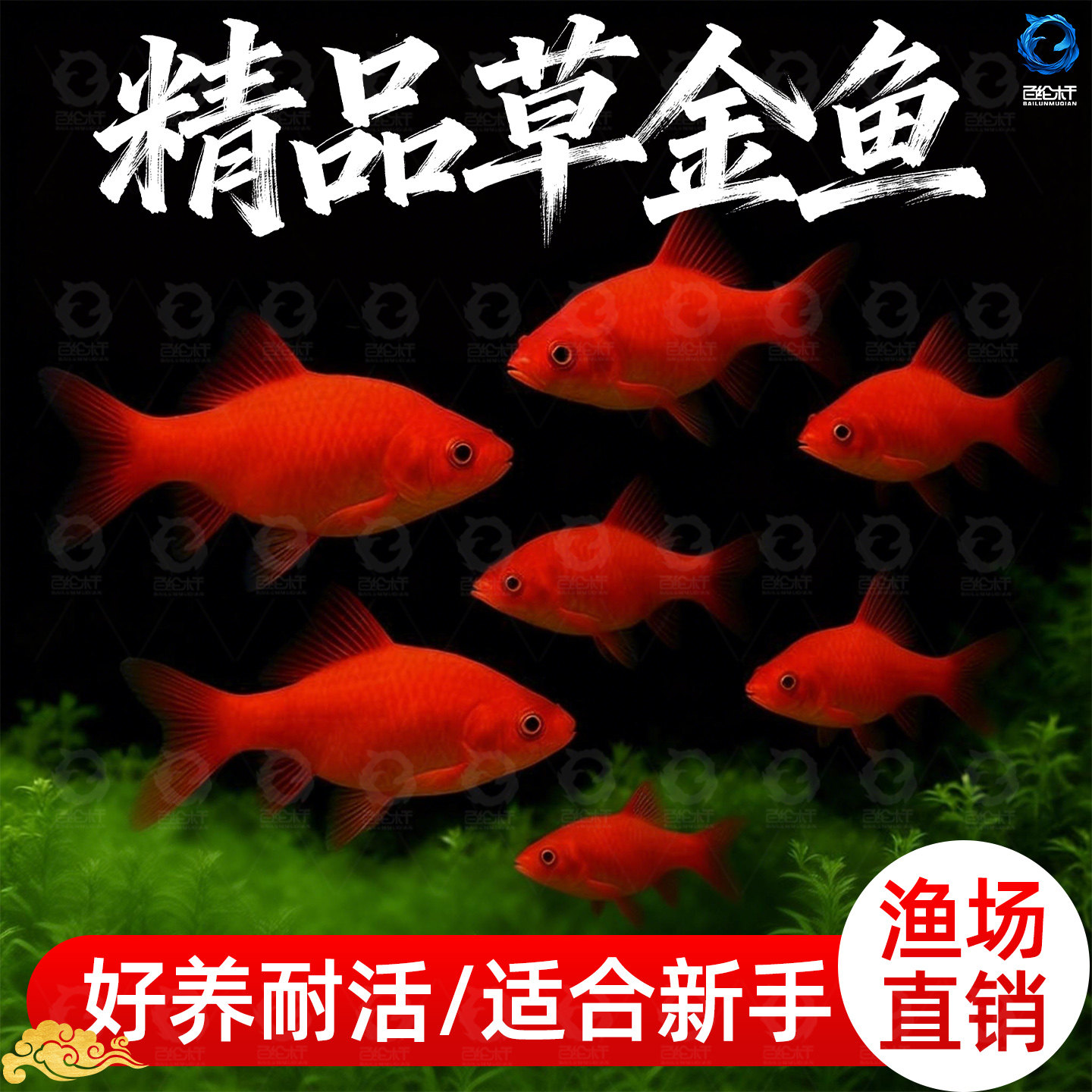 红白小草金小型淡水好养金鱼锦鲫锦鲤活鱼冷水鱼苗好养耐活观赏鱼,宠物/宠物食品及用品,鱼,淘宝优惠券,粉丝福利购,淘宝优惠卷
