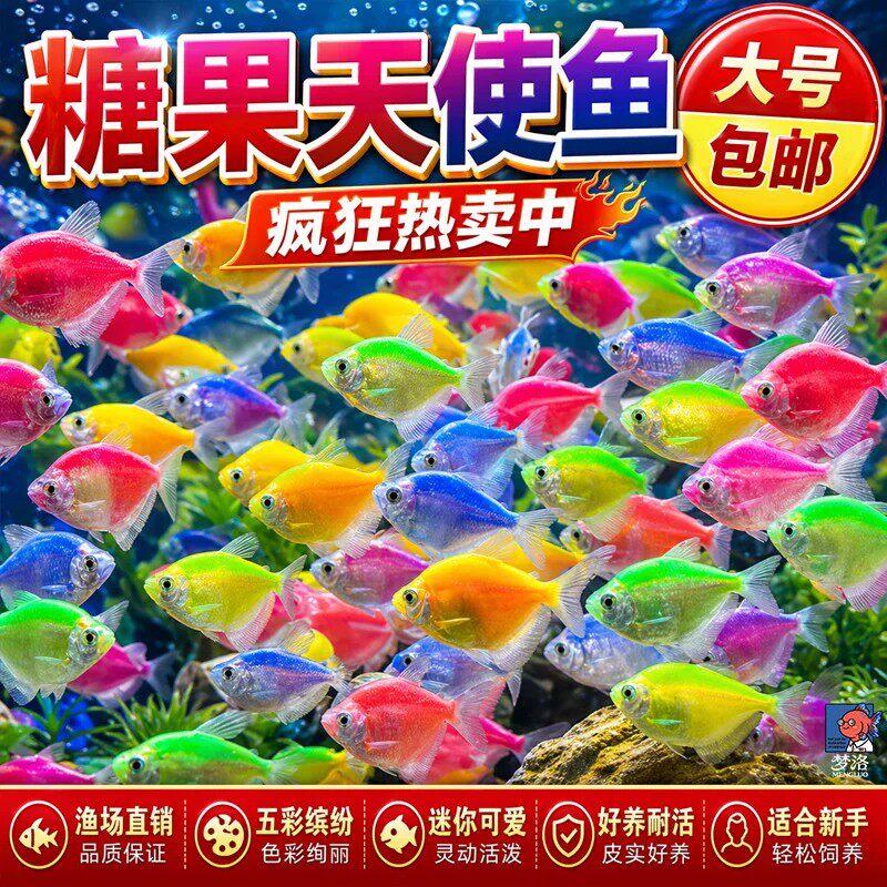 大号天使鱼观赏鱼活鱼群游活体斑马孔雀热带鱼小型鱼淡水好养耐活