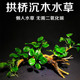 鱼缸造景莫斯沉木天然真水草慕斯草阴性水榕木头生态养鱼莫斯树