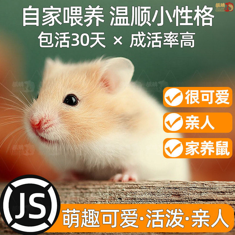 家养金丝熊网红小仓鼠活物小型可爱鼠类宠物一公一母网红迷你活体