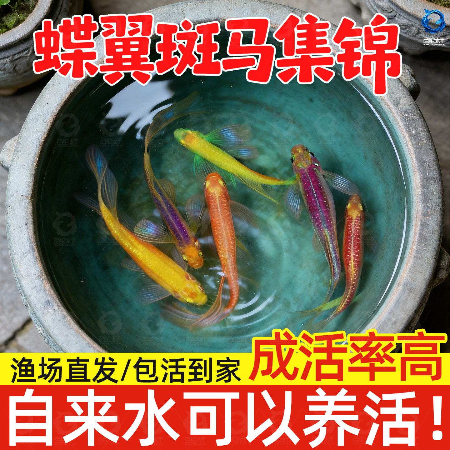 蝶翼斑马鱼长尾长鳍大帆翡翠绿观赏鱼龙凤冷水小型淡水好养小活鱼