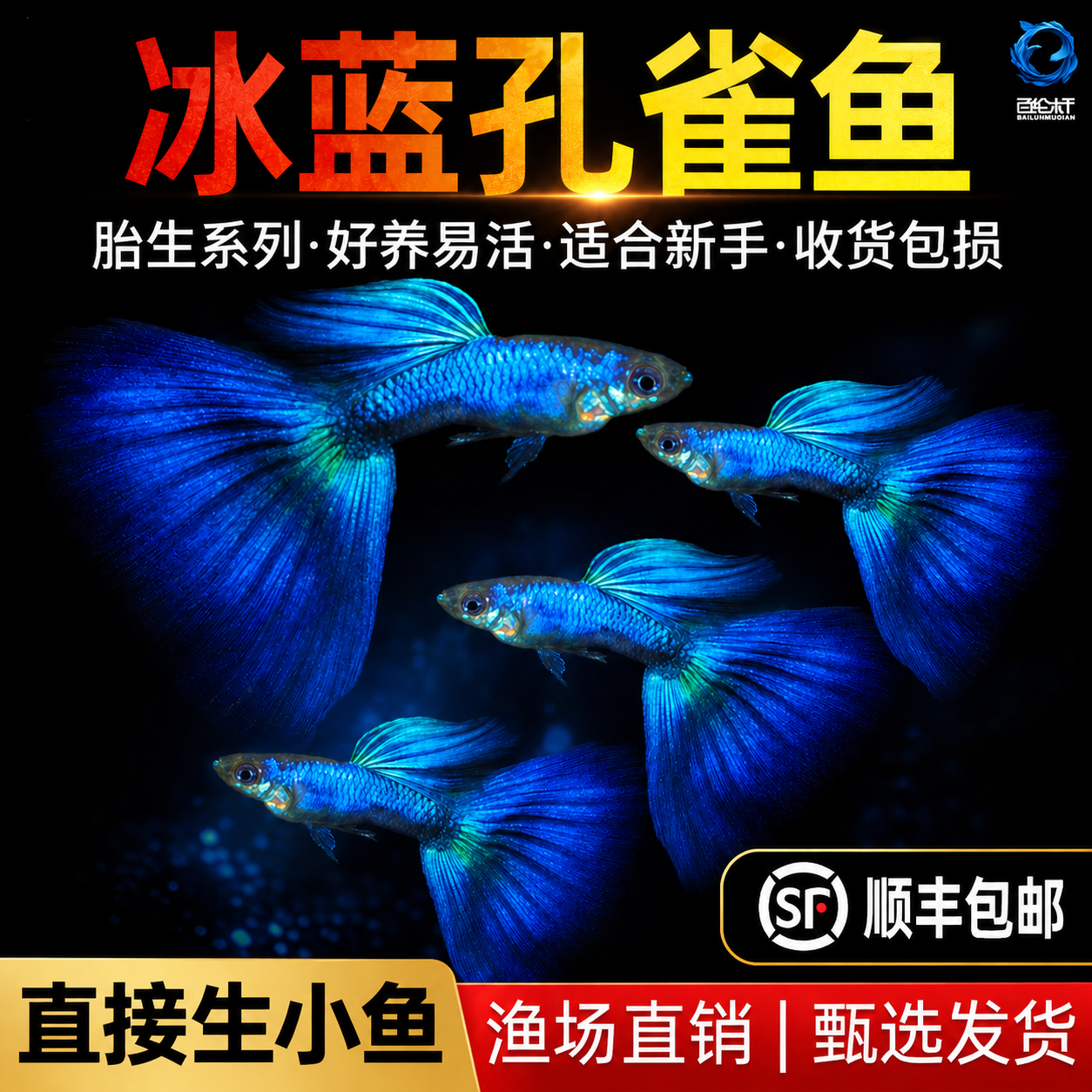 顺丰冰蓝孔雀鱼活鱼热带观赏鱼好养耐活淡水鱼苗冷水凤尾鱼小型