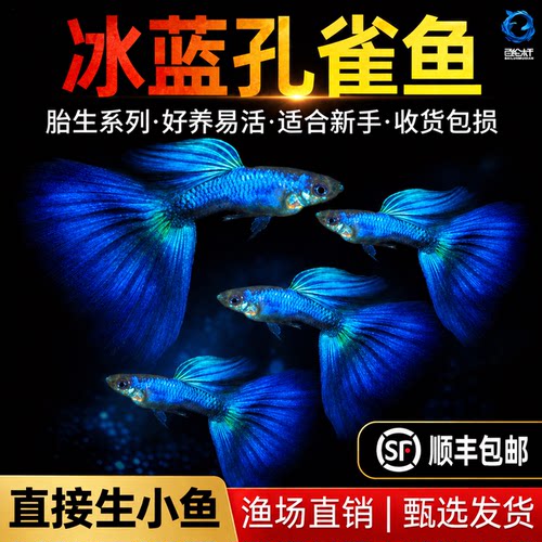 顺丰冰蓝孔雀鱼活鱼热带观赏鱼好养耐活淡水鱼苗冷水凤尾鱼小型