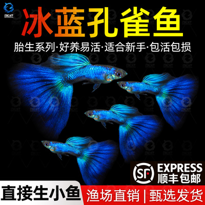 顺丰冰蓝孔雀鱼活鱼热带观赏鱼好养耐活淡水鱼苗冷水凤尾鱼小型