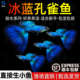 顺丰冰蓝孔雀鱼活鱼热带观赏鱼好养耐活淡水鱼苗冷水凤尾鱼小型