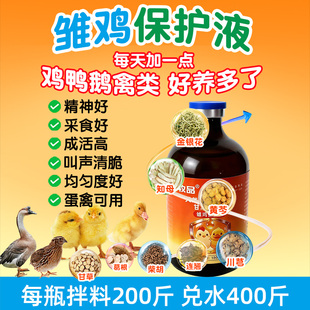 雏鸡保护液精神好采食多成活率高家禽蛋禽鸡鸭鹅鸽子鹌鹑发育好