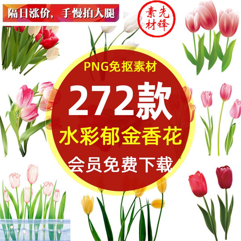 卡通手绘郁金香花朵花卉背景png免抠图片 荷兰郁金香插画ps素材