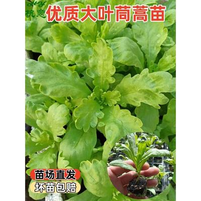 大叶茼蒿菜苗秧皇帝菊花