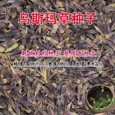 新疆乌斯玛草籽种子生眉增线睫毛