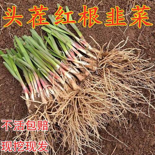 菲菜根苗韭莱根九莱根野韭菜根苗九菜根苗小叶大叶紫雪艽菜根跟儿