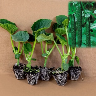 优质黄瓜秧苗荷兰水果黄瓜苗绿心黄瓜苗旱黄瓜苗黄瓜秧苗大全