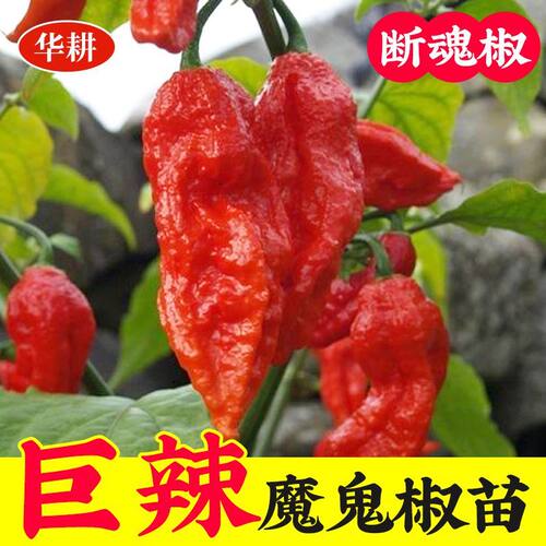 印度魔鬼椒辣椒苗秧龙息特辣四季海南黄灯笼蔬菜种籽孑籽种秧苗