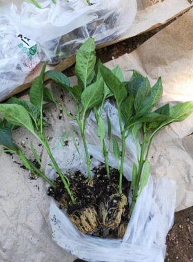 正宗香辣二荆条苗杭椒苗薄皮椒云南野山椒苗大全