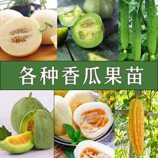 老品种本地香瓜苗秧苗甜瓜广西甜宝嫁接丑八怪绿宝东北香爪秧春季