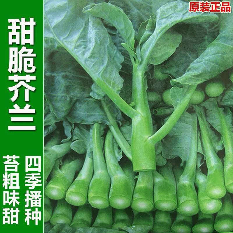 中花甜心绿芥兰菜苗秧苗白花芥蓝菜苗子广东小芥兰菜种苗种籽孑介