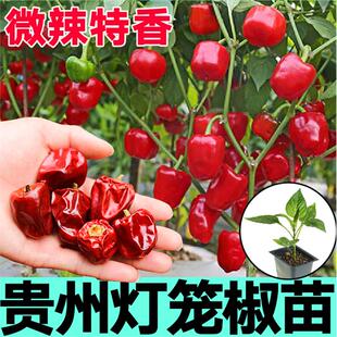 正宗贵州红灯笼椒秧苗微辣特香辣椒种子高产四季盆栽朝天椒美人椒