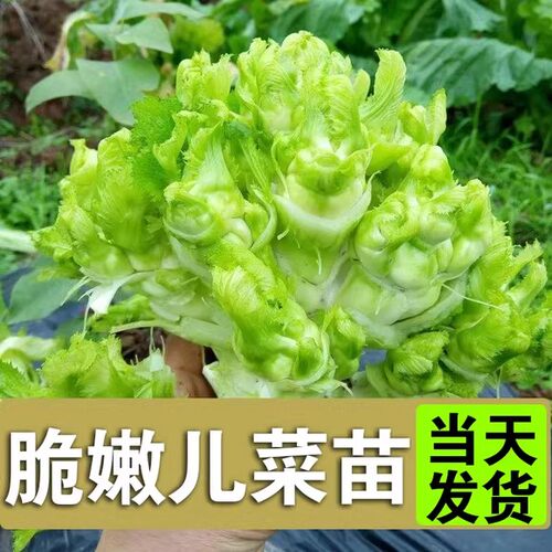 儿菜苗秧苗疙瘩抱子芥菜菜苗