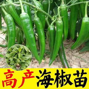 大海椒苗四川菜海椒苗二金条树辣子苗二荆条本地土辣椒苗秧苗四季