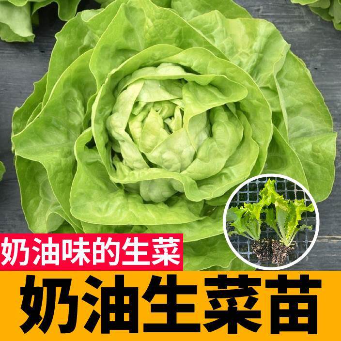 奶油生菜苗带土秧苗四季阳台种植家庭园艺种子