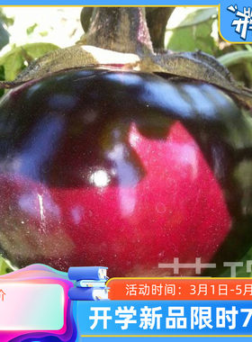 大红袍茄子苗秧苗圆茄子种子籽紫圆茄苗红茄四季早熟高产四季盆栽