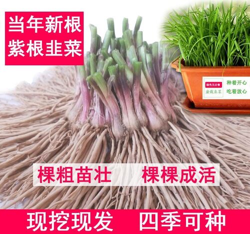 大叶菜秧苗韭菜根苗儿种子籽跟玖悲撇九艽菜根懒人菜苗非酒头粿