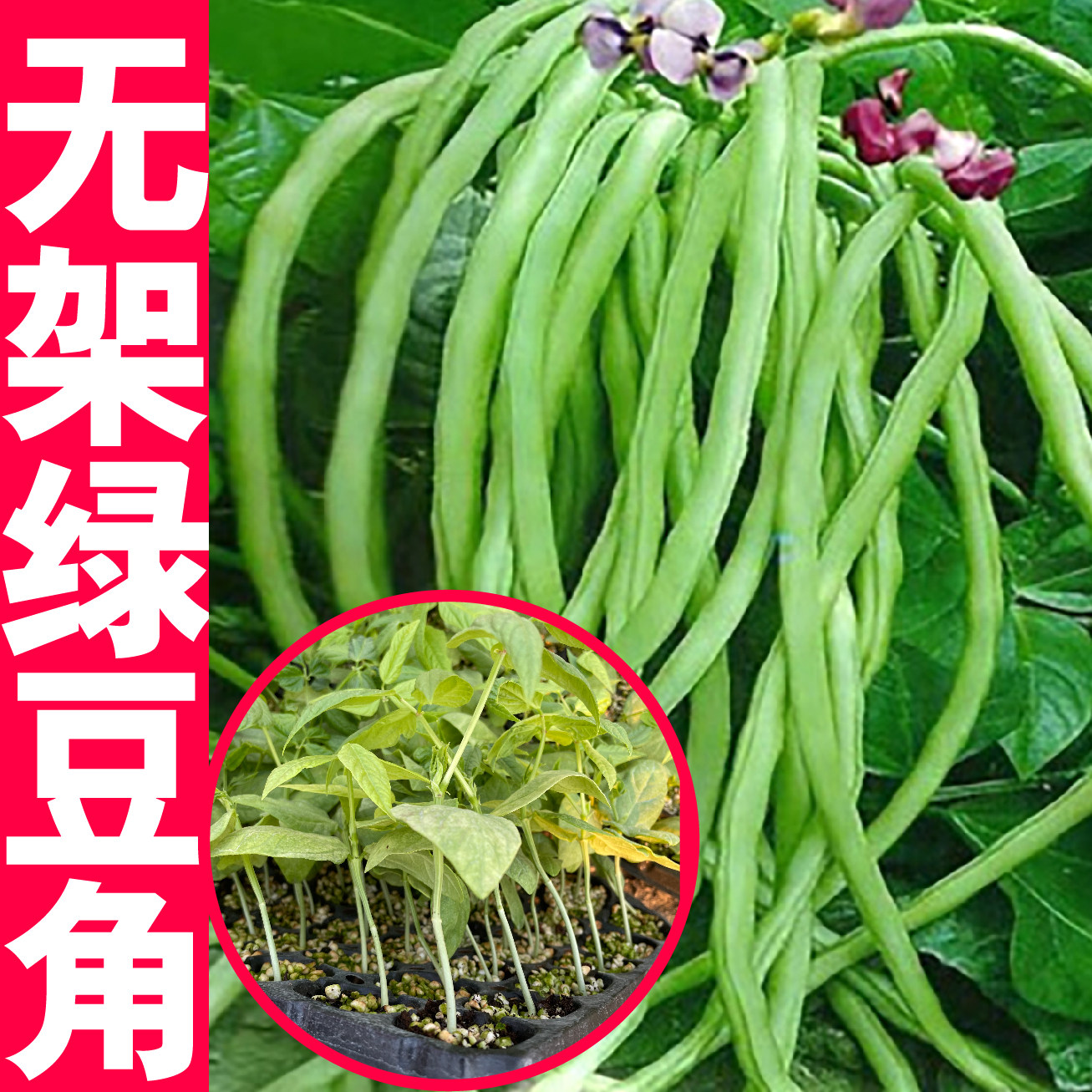 无架豆角苗秧苗长缸豆苗豇豆种籽大全苗子种孑江无筋四季豆种刚豆