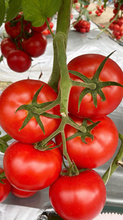 普罗旺斯西红柿苗秧大果沙瓤大粉番茄老品种草莓番茄贼不偷