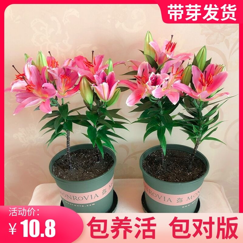 进口香水百合花大种球盆栽重瓣矮生带芽阳台庭院球根花卉室内植物