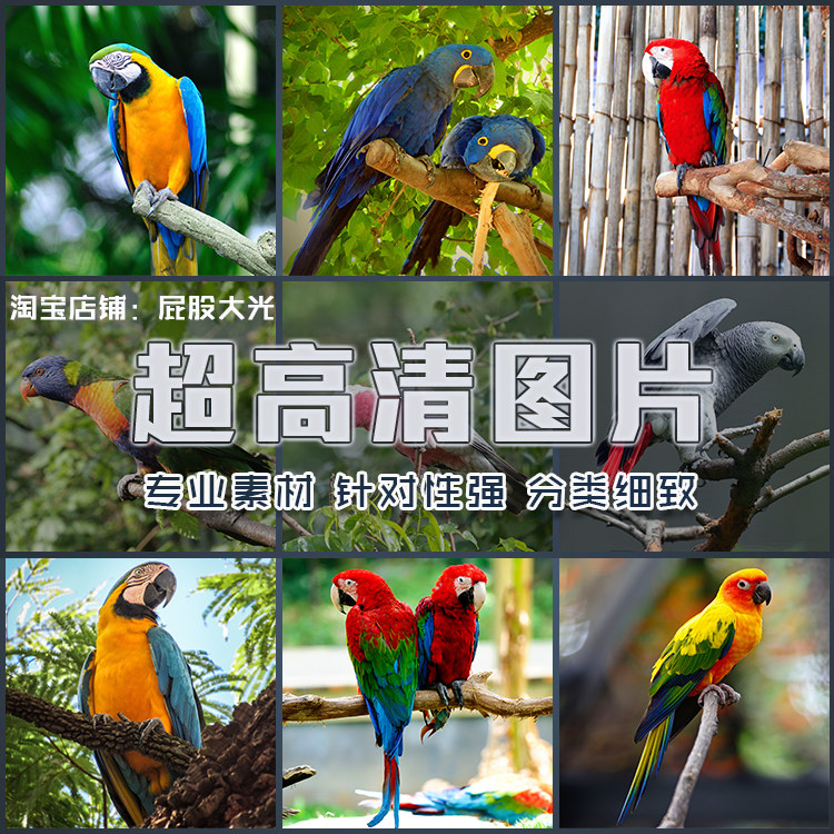 超大超高清图片金刚鹦鹉漂亮虎皮鹦鹉小鸟飞翔鸟类动物世界素材