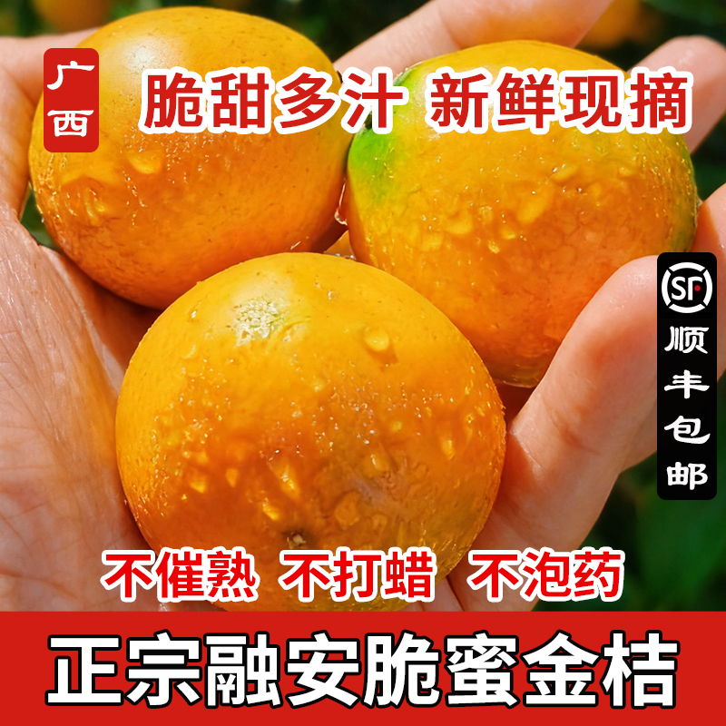 正宗广西融安金桔脆蜜金桔第三代金桔纯甜多汁新鲜直发顺丰包邮
