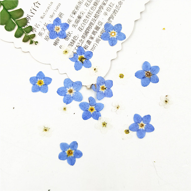 压花画手机壳diy薰衣草脸部装饰紫色干花diy材料勿忘草花