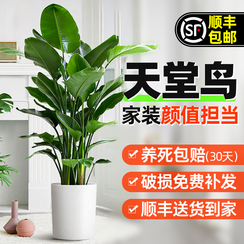 魔豆菜园天堂鸟客厅大型绿植