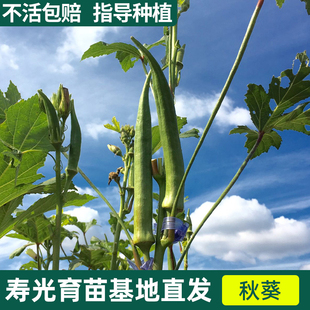 秋葵苗秧四季 盆栽黄红秋葵特色蔬菜幼苗大批量种阳台菜苗种籽农家