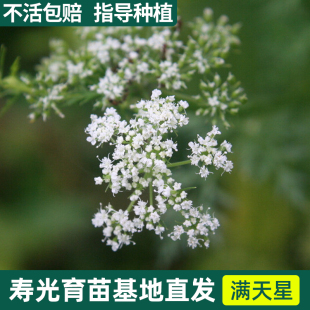 满天星碗莲薰衣草向日葵花种籽子户外室内外庭院四季 开花易种活