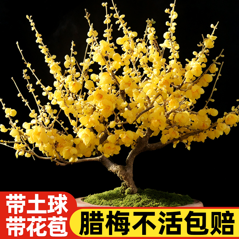 魔豆菜园腊梅木本花卉春冬