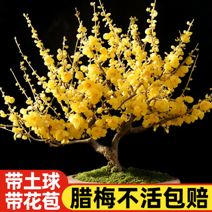腊梅花树苗盆栽梅花盆景腊梅耐寒老桩浓香型花卉植物室内阳台花苗
